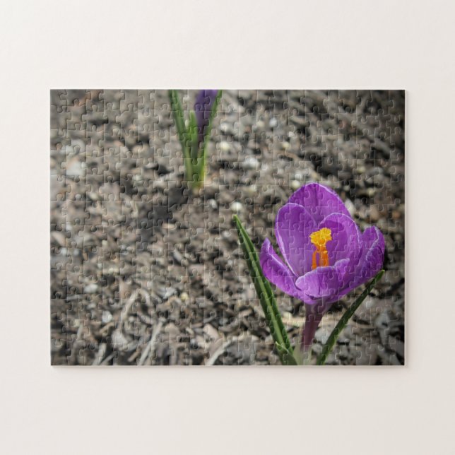 Lila und gelbe Crocus-Blume-Foto (Horizontal)