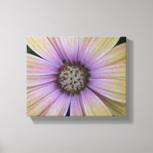 Lila und gelbe Daisy-Blume Leinwanddruck