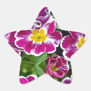 Lila und gelbe Grunzen-Blume Stern-Aufkleber