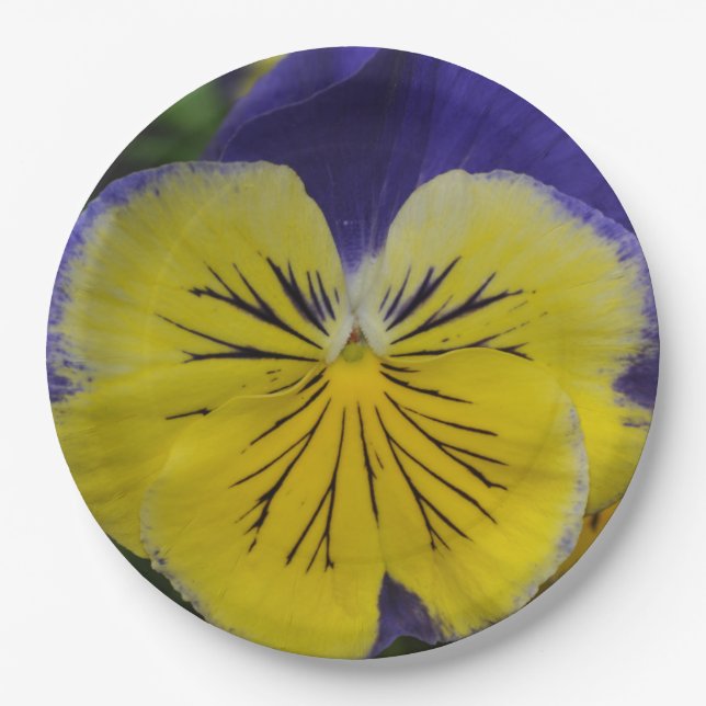 Lila und gelbe Pansy-Blume Pappteller (Vorderseite)