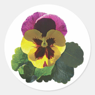 Lila und gelbe Pansy Runder Aufkleber