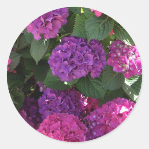 Lila und Magenta Hydrangea Stickers