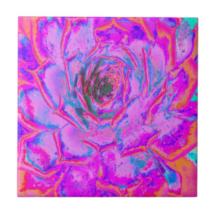 Lila und Magenta Sukkulente Sedumrosette Fliese