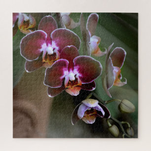 Lila und maroon-orchid-Blüten