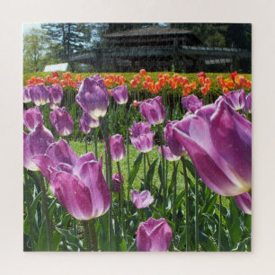 Lila und orangefarbene Tulips