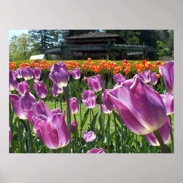 Lila und orangefarbene Tulips Poster (Vorne)