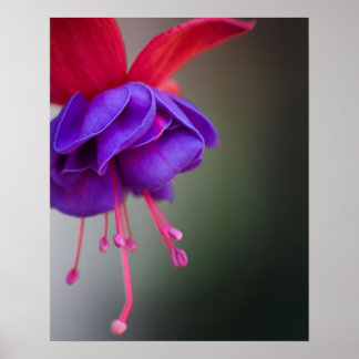 Lila und Red Fuchsia-Blume Poster