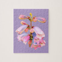 Lila und rosa Blume