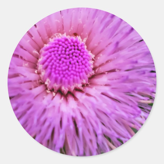 Lila und rosa Blume Runder Aufkleber (Vorderseite)
