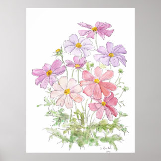 lila und rosa Kosmos-Blume, handgemalt Poster