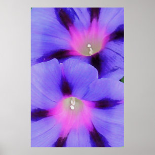 Lila und rosa Morgenglorie Poster