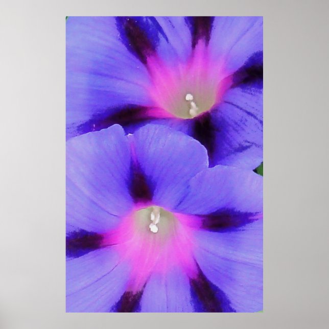 Lila und rosa Morgenglorie Poster (Vorne)