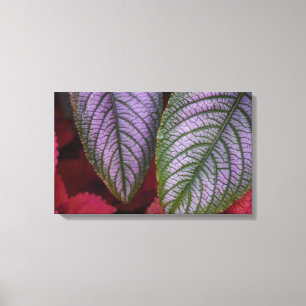 Lila und rote Leinwand