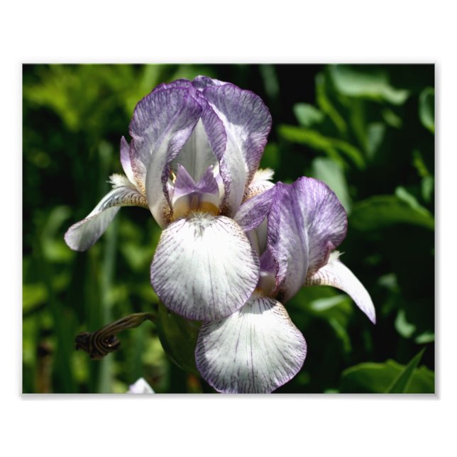 Lila und weiße Barti-Blume-Paar 8x10 Fotodruck (Vorne)
