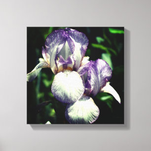 Lila und weiße Blume Iris Leinwanddruck