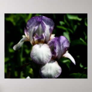 Lila und weiße Blume Iris Poster