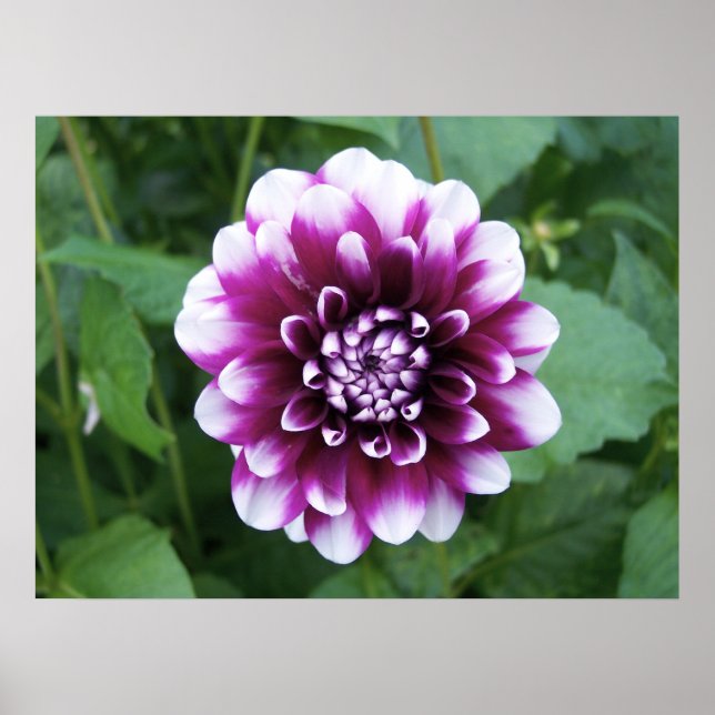 Lila und weiße Dahlia Poster (Vorne)