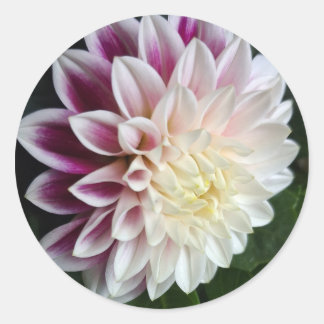 Lila und weiße Dahlie Aufkleber botanische Hochzei