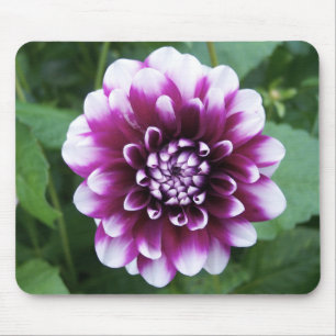 Lila und weiße Dahlie Mousepad