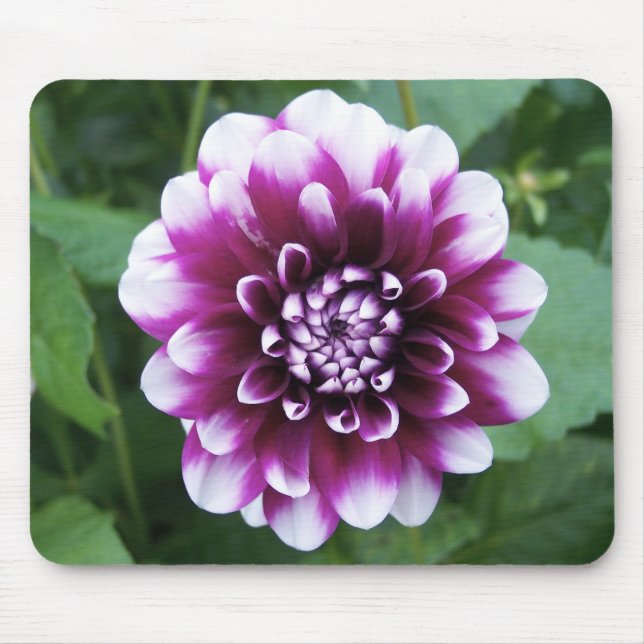 Lila und weiße Dahlie Mousepad (Vorne)