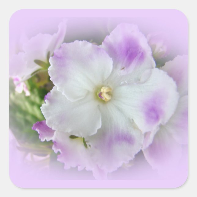 Lila und weiße Extravagante afrikanische Violetten Quadratischer Aufkleber (Vorderseite)