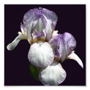 Lila und weiße Irisblende-Blume 8 x 8 Fotodruck