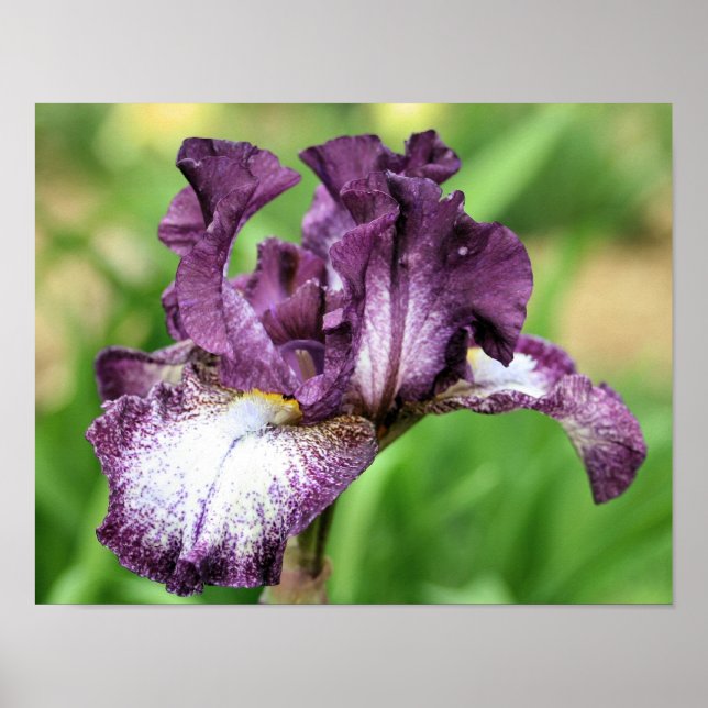 Lila und weiße Irisblende-Blume Poster (Vorne)
