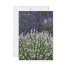 Lila und weiße Lavendel-Pflanze