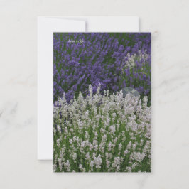 Lila und weiße Lavendel-Pflanze Mitteilungskarte