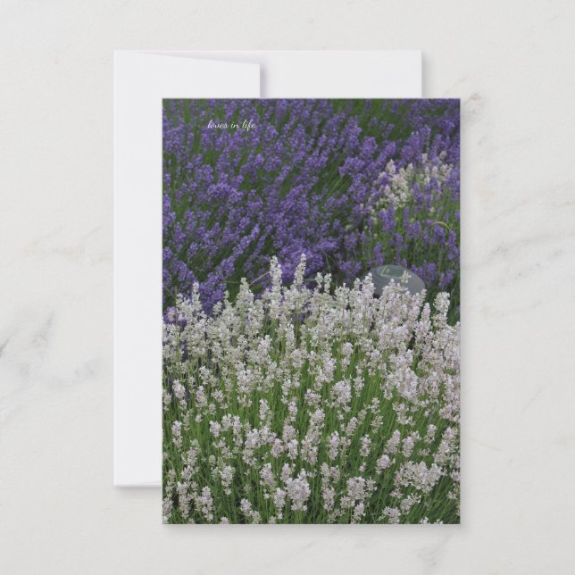 Lila und weiße Lavendel-Pflanze Mitteilungskarte (Vorderseite)