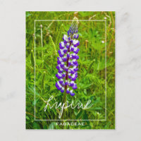 Lila und weiße Lupine | Lupin | Lupinus-Blume