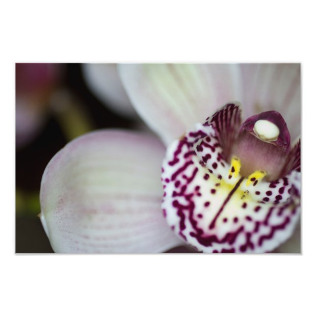 Lila und weiße Orchidee Fotodruck (Vorne)