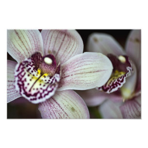 Lila und weiße Orchidee Fotodruck