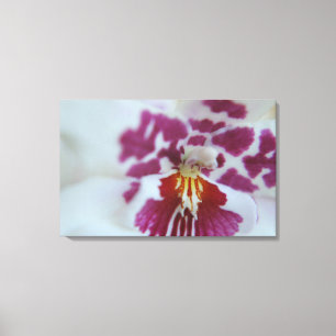 Lila und weiße Orchidee Leinwanddruck