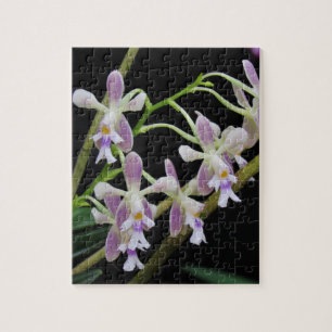 Lila und weiße Orchideen
