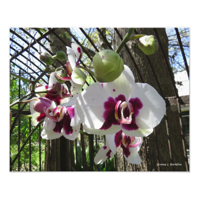 Lila und weiße Phalaenopsis Orchid Fotodruck (Vorne)