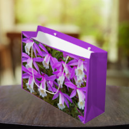 Lila und weiße Pleione Orchideen Große Geschenktüte