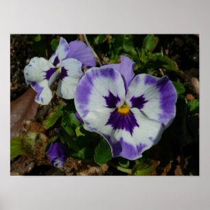 Lila und weiße Stiefmütterchen Farbige Blumen Poster