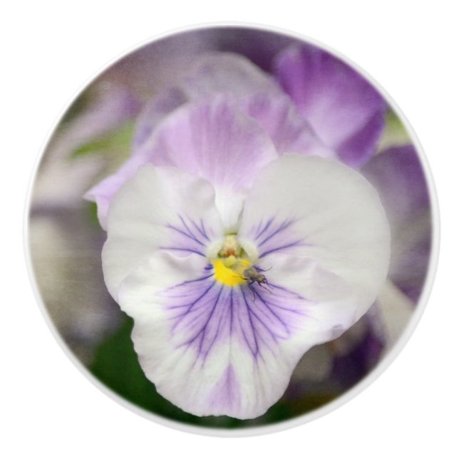 Lila und weiße Violas Keramikknauf (Vorderseite)