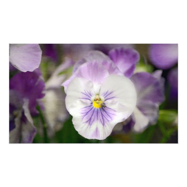 Lila und weiße Violas von Shirley Taylor Fotodruck (Vorne)