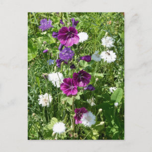 Lila und weiße Wildblumen DIREKT Postkarte