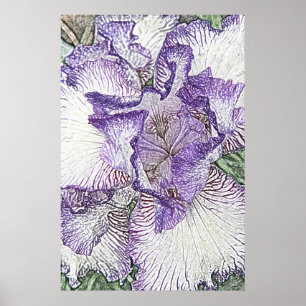 Lila und weißer Schwertlilie-Blumen-Leinwanddruck Poster