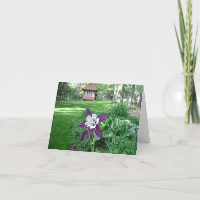Lila und weißes Columbine Karte (Vorderseite)