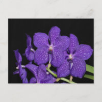 Lila Vanda-Orchidee