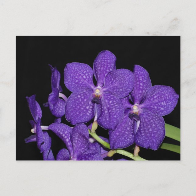 Lila Vanda-Orchidee Postkarte (Vorderseite)