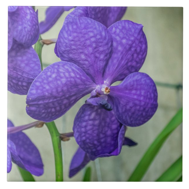 Lila Vanda Orchideen Keramik Fliesen (Vorderseite)