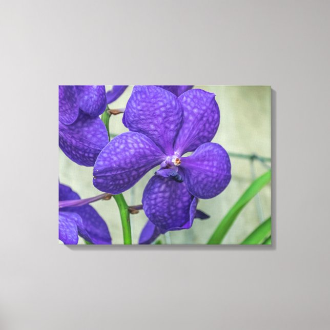 Lila Vanda-Orchideen-Leinwand Leinwanddruck (Vorderseite)