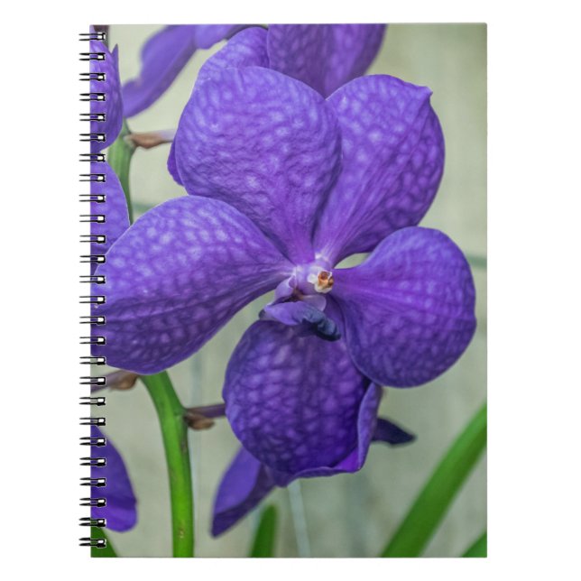 Lila Vanda Orchio Notebook Notizblock (Vorderseite)