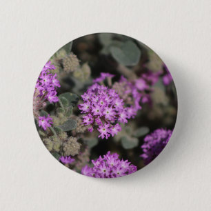 Lila Verbena Coachella Valle Naturpark Button