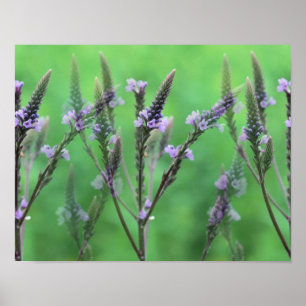 Lila Vervain-Blume multipliziert Poster